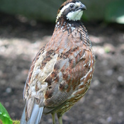 Northern Bobwhite